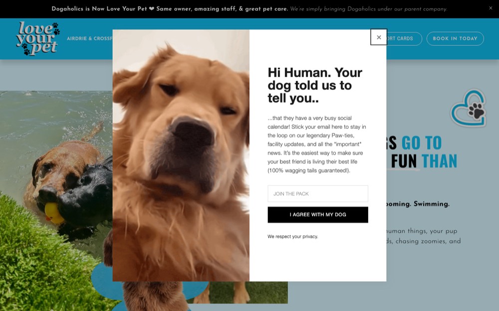 Love Your Pet (Dogaholics), dog daycare & boarding in Calgary & Airdrie